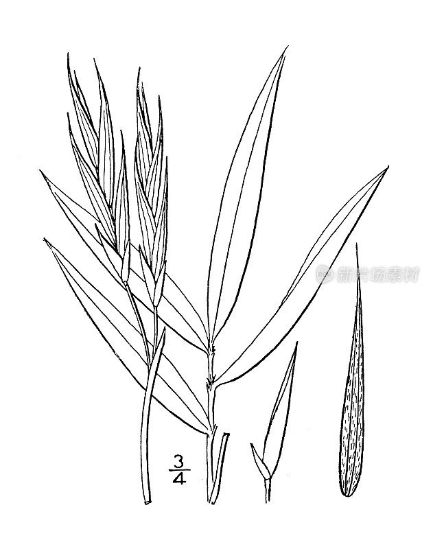 古植物学植物插图:Arundinaria Tecta，小甘蔗，Scutch甘蔗